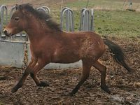 Hengst Jährling Welsh A Brandenburg - Wriezen Vorschau