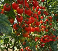 Tomaten Pflanzen verschiedene Sorten Baden-Württemberg - Ilvesheim Vorschau
