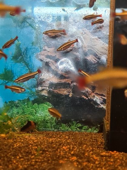 20 junge Vietnamesische Kardinalfische - Tanichthys micagemmae in Billerbeck