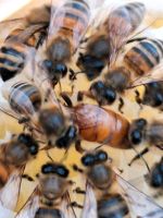 Bienenvolk * Buckfast * DNM * Gesundheitszeugnis Brandenburg - Falkensee Vorschau