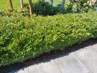 Ligustrum Heckenpflanze 350 L x 60 B  x 80 H Nordrhein-Westfalen - Gütersloh Vorschau