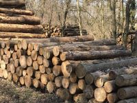 4 m Holzstämme, vorwiegend Kiefer, Transport gegen Aufpreis! Brandenburg - Angermünde Vorschau