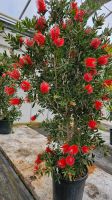 Zylinderputzer Callistemon Citrinus verschiedene Größen Hessen - Wiesbaden Vorschau