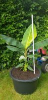 Bananenpflanze Musa Nordrhein-Westfalen - Dorsten Vorschau