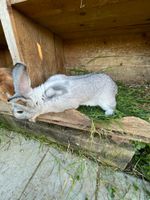 Stallhasen, Kaninchen Baden-Württemberg - Ingelfingen Vorschau