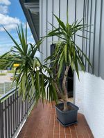 Yucca Palme mit Übertopf 2 m hoch Bayern - Windorf Vorschau