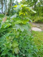 Berg-Ahorn Baum Dresden - Strehlen Vorschau