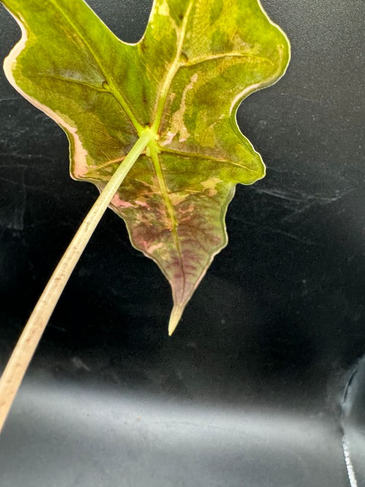 Alocasia Nobilis Pink Variegata / Monstera/ Philodendron in Germering