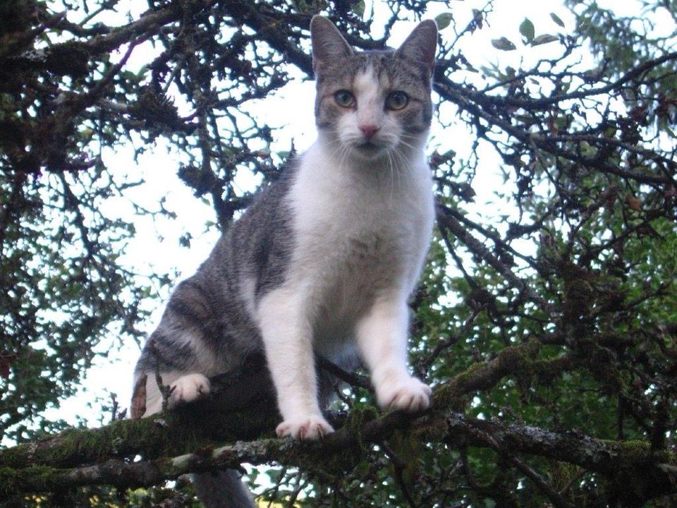 Lieber Kater in Taben-Rodt