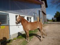 Edelblut Haflinger Stute Bayern - Seeg Vorschau