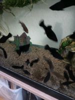 6 x Black mollys Wandsbek - Hamburg Bramfeld Vorschau