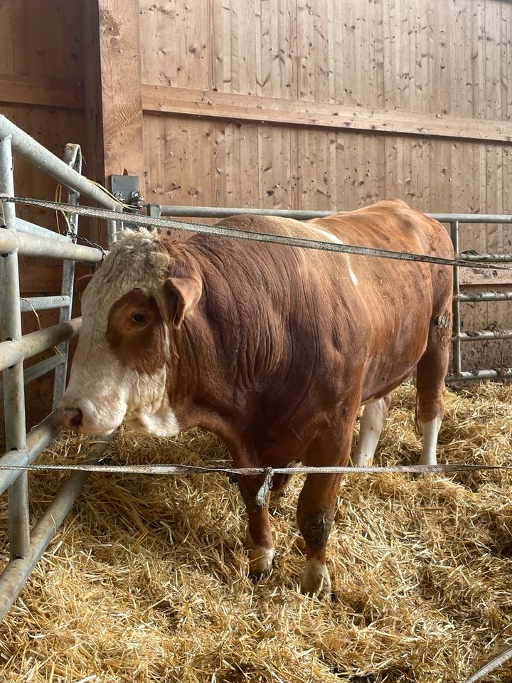 Fleckvieh Hornlos in Kirchheim unter Teck