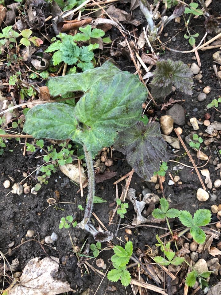 Pflanzen: Herbstanemone, Anemone japonica, Staude, zartrosa in Stadtbergen