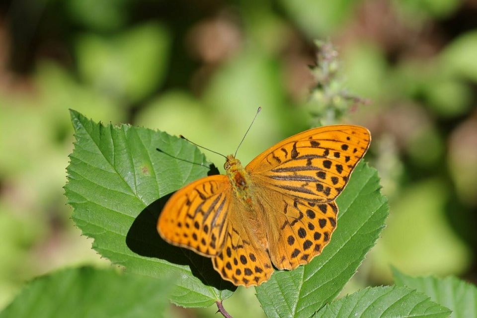 20 Sorten heimische Samen Wild-Bienenwiese/Schmetterlingsgarten in Großrosseln