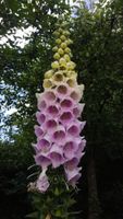 Fingerhut Blume Bienenweide 2,50 € Nordrhein-Westfalen - Greven Vorschau