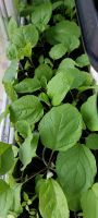 Auberginepflanzen Bio zuverkaufen Baden-Württemberg - Mannheim Vorschau