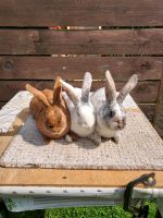 Junge Kaninchen/Hasen (Rammler) Niedersachsen - Neuenhaus Vorschau