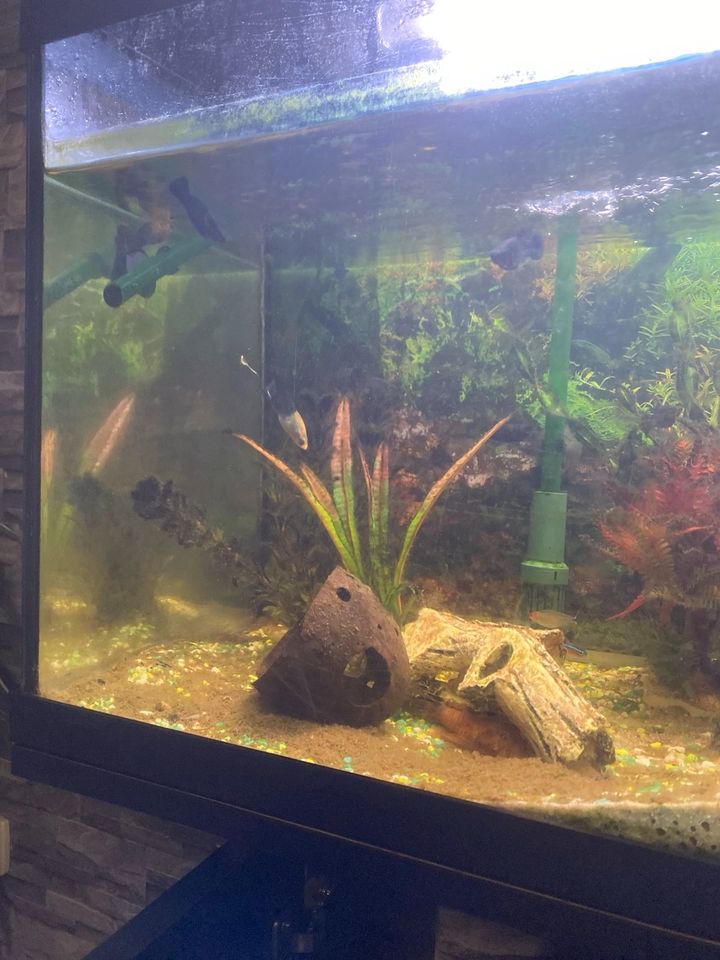 Aquarium 60 L ( Pumpe neu über 50 Fische mit allem Schrank auch in Niederkassel