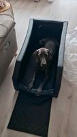 Knuffelwuff Hunde Auto Transportbox - 60 x 105 x 50cm Hessen - Hofheim am Taunus Vorschau