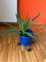 Yucca Palme ca. 50 cm ohne blauen Übertopf Nordrhein-Westfalen - Mülheim (Ruhr) Vorschau