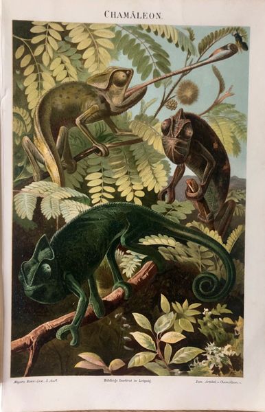 Reptilien - Zoologie Charlottenburg Berlin ist Kleinanzeigen Vintage in Chamäleon Kleinanzeigen eBay | Biologie Druck jetzt Poster