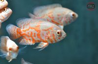 Astronotus ocellatus "Red Tiger Albino" Oskar Pfauenaugenbarsch Brandenburg - Hoppegarten Vorschau