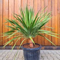 Kanarischer Drachenbaum - Dracaena Draco Bayern - Pfakofen Vorschau