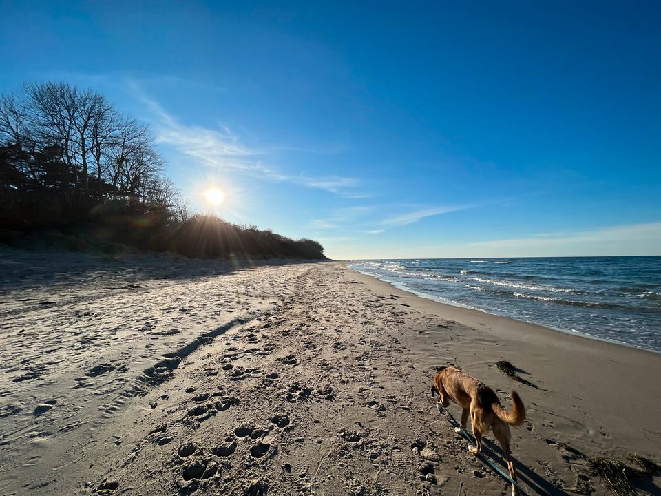 Rügen ❤️ Ostsee Ferienwohnung direkt am Meer in Dranske