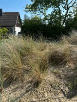 Strandhafer Niedersachsen - Schwanewede Vorschau