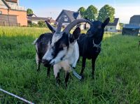 Zwei weibliche Ziegen Nordrhein-Westfalen - Solingen Vorschau