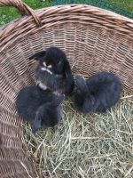 Mini Lop, Zwergkaninchen Nordrhein-Westfalen - Marsberg Vorschau