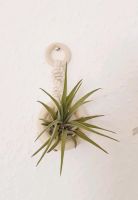 Luftpflanze Airplant Tillandsia im Makramee Schleswig-Holstein - Schuby Vorschau