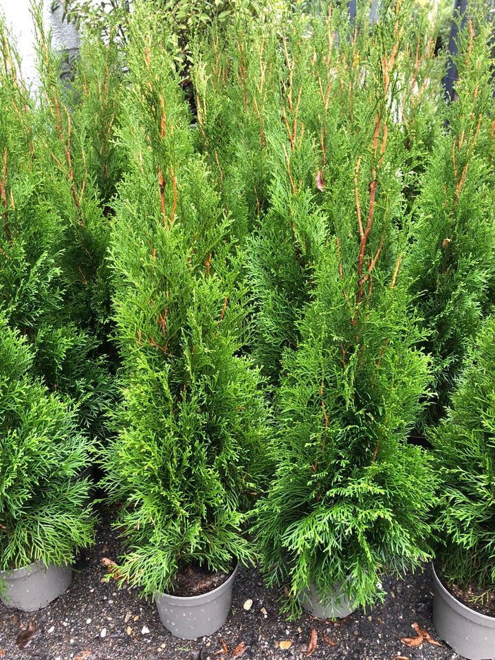 Sonderangebot: 18 x Thuja Smaragd 60-80 cm *Kostenloser Versand* in Bayreuth