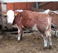 Weibliches Hinterwälder Rind Baden-Württemberg - Alpirsbach Vorschau