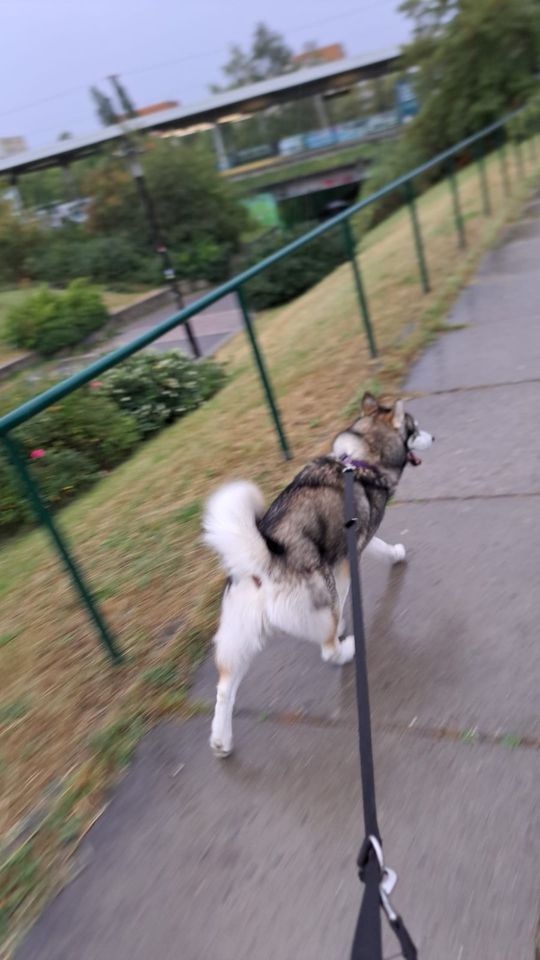 ☆Sibirische Husky☆ in Halle