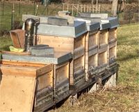 Carnica Bienenvölker Zandermaß Bienen Wirtschaftsvölker Imker Baden-Württemberg - Ehningen Vorschau