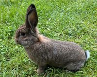 Kaninchen Graue Wiener Hessen - Oberzent Vorschau