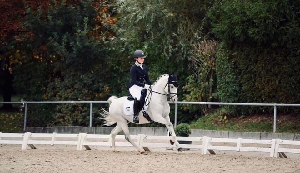 Traumpony! Schleifensammler! Deutsches Reitpony Kinderpony in Coburg