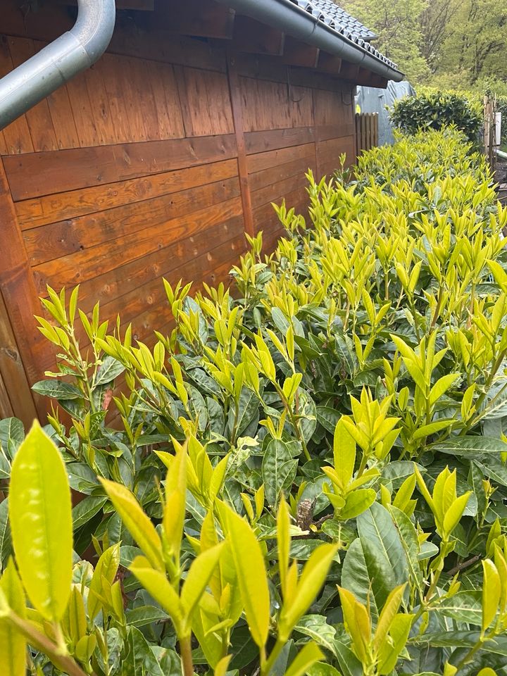 Kirschlorbeer sucht neuen Garten in Hörstel