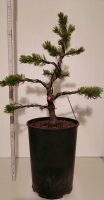 Pinus mugo als Bonsai, Bergkiefer, Zwergkiefer, pre Bonsai Bayern - Burgbernheim Vorschau