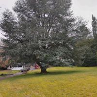Baumfällungen - pflege, Sturmschäden Beseitigung Nordrhein-Westfalen - Alsdorf Vorschau