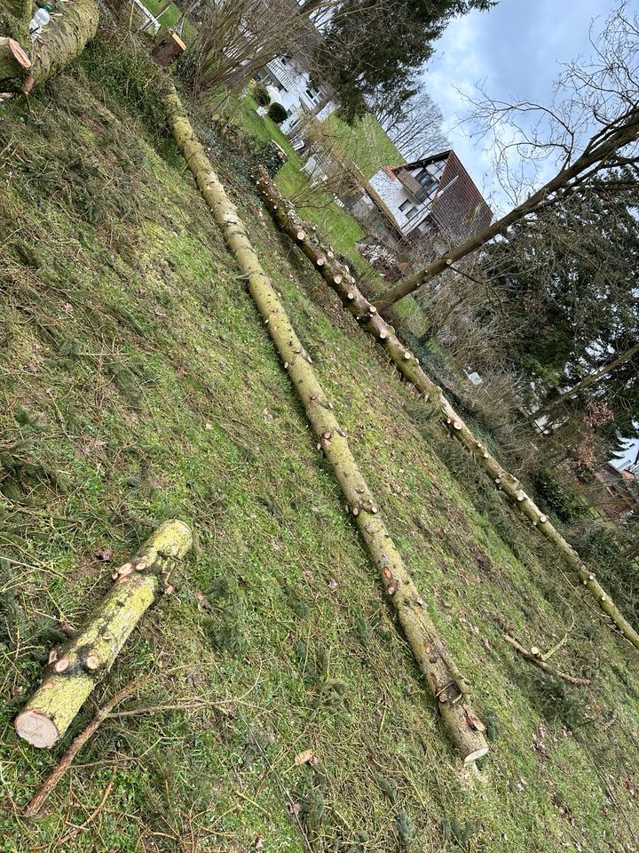 Holz Tannen in Schrecksbach