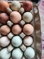 Eier von glücklichen Hühnern Brandenburg - Eisenhüttenstadt Vorschau