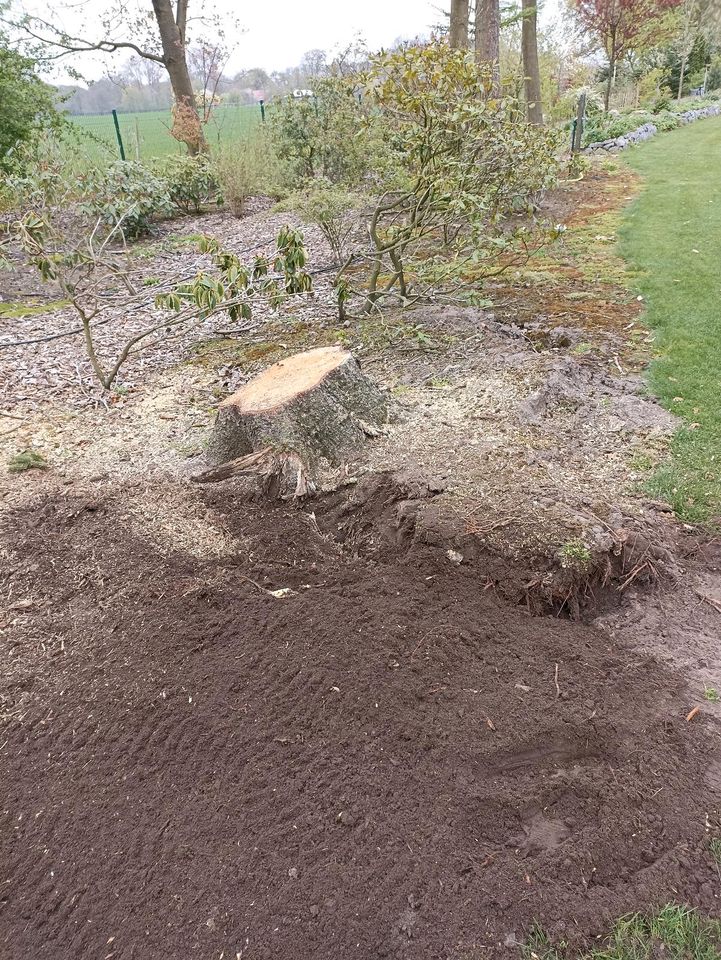 Wurzelfräsen, Heckenrodung, Baumstumpffräsen, Wurzel Stockfräsen in Vechta