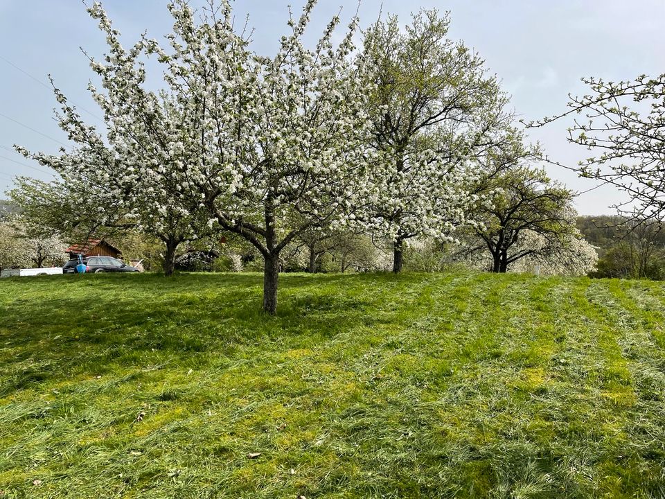 Großes Stückle, Garten, Baumwiese in Winnenden in Stuttgart