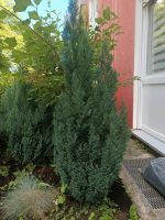 Thuja Lebensbaum Aubing-Lochhausen-Langwied - Aubing Vorschau