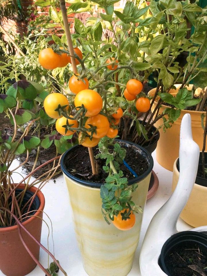 JUNGPFLANZEN TOMATEN CHILI PAPRIKA SETZLINGE in Hanerau-Hademarschen