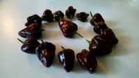 ❤ Habanero Chocolate Chili  * 10 Samen * BIO * Ernte 2022* SCHARF Hamburg Barmbek - Hamburg Barmbek-Süd  Vorschau