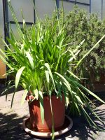 Agapanthus blau und weiß Nordrhein-Westfalen - Kempen Vorschau