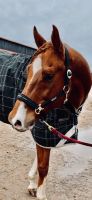 9 jähriger Quater Horse Wallach zu verkaufen Bayern - Freystadt Vorschau
